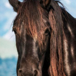 Concentración ecuestre