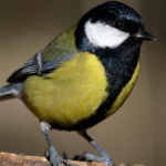 Emisión de reportaje de Gredos en Informe semanal