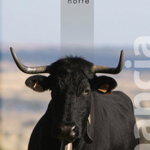 Jornadas Trashumancia Gredos